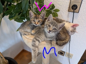 Siam Mix Katzenbabys