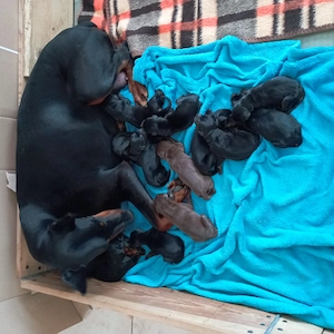  Dobermannwelpen geb.:19.04.2026