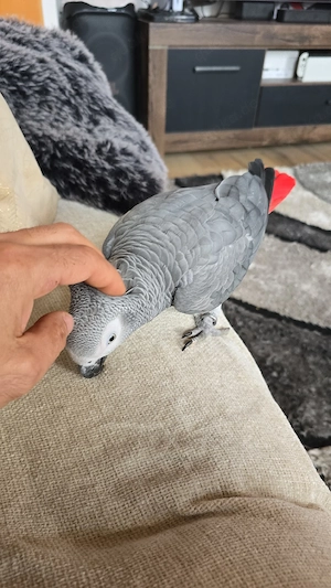 Suche weiblichen Graupapagei 