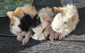 Meerschweinchen Lunkarya 