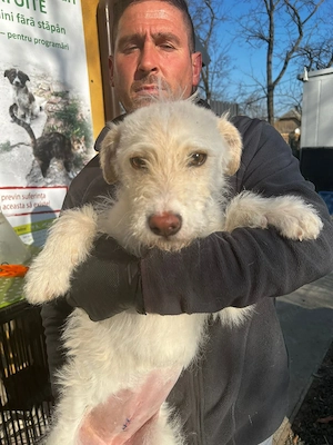 Die kleine Maus sucht ein Zuhause