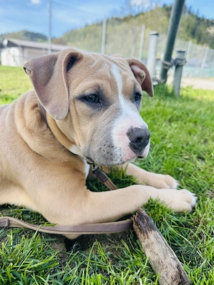 American Bully Welpe
