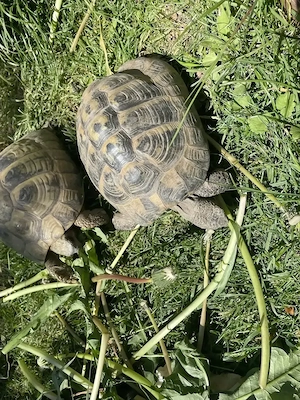 Griechische Landschildkröten männlich 