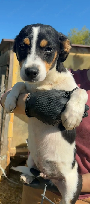 Jimmy möchte in sein Zuhause 