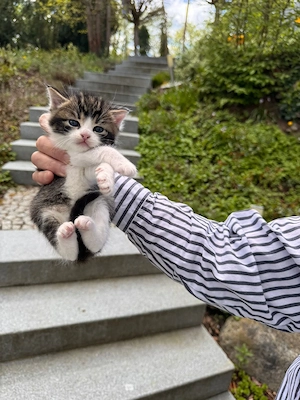 baby katzen 