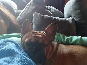 französischen Bulldog