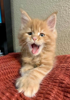 Maincoon Kätzchen zur Adoption