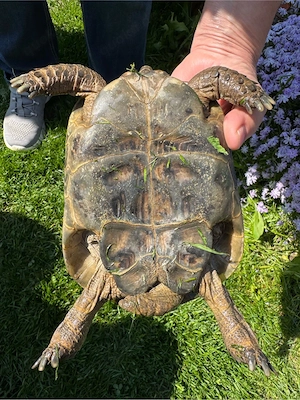 maurische Schildkröten