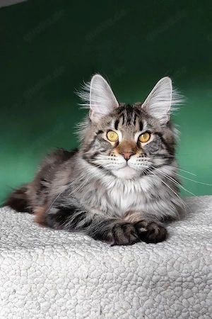 5 Monate altes, flauschiges Katerchen   geimpft, kinderlieb und geräuschunempfindlich, sucht ein lie