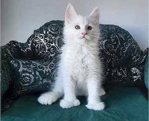 Reinrassige Maine coon babys