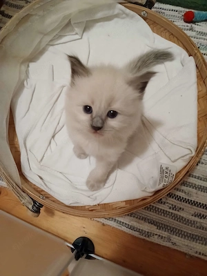 Ragdoll   Cherubim Kitten reinrassig