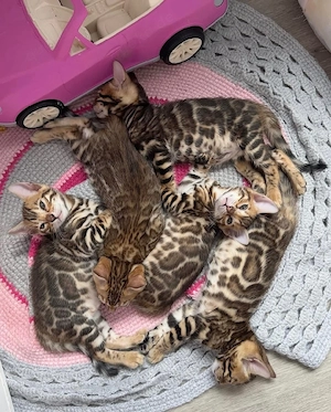 Wunderschöne Bengal-Kätzchen ab dem 25.04.2026 abzugeben