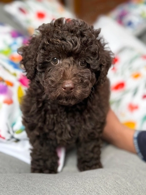 Toypudel   Zwergpudel mit Ahnentafel braun Rüde