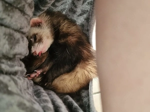 verkaufe hier mit  ein Weibchen frettchen 