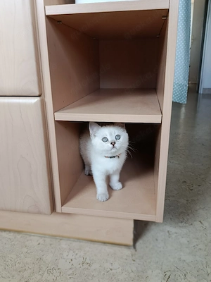 BKH Kätzchen Abgabebereit 