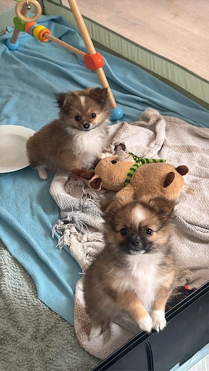 Auszugsbereit!  Pomchi-Welpen suchen liebevolles Zuhause 