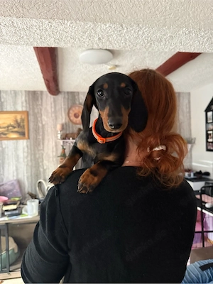 Süße Dackelhündin sucht liebevolles Zuhause   