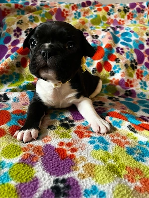 reinrassige französische bulldogge welpen 