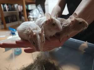 Degugruppe sucht neues Zuhause