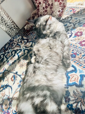 maine coon katze  Bild 2