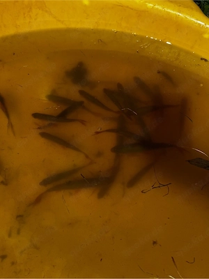 Goldfische und rotfeder