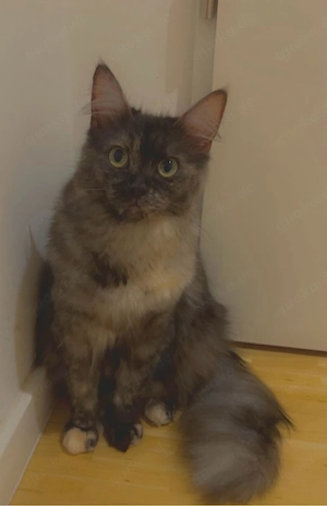 maine coon katze  Bild 5