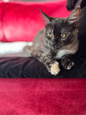 maine coon katze  Bild 6