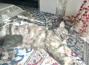 maine coon katze  Bild 3
