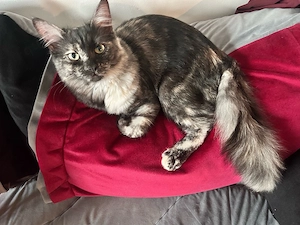 maine coon katze  Bild 4