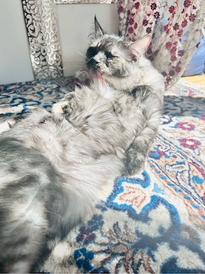 maine coon katze  Bild 7