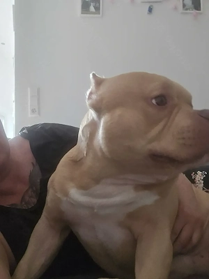 Amerikanischer bully poket