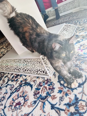 maine coon katze  Bild 8