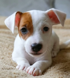 Welpe  Jack Russell