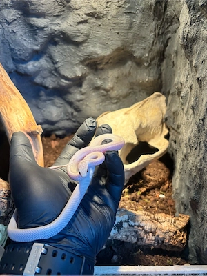 Männliche Kornnatter Ultra Cinder Tessera 50% het Sun Cara abzugeben