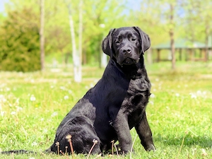 Labrador Retriever 