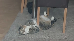 Zwei sehr liebe Katzen wegen Trennung abzugeben