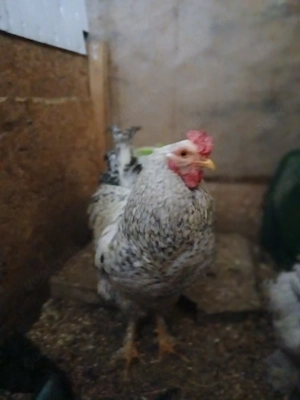 Bielefelder Hahn silber