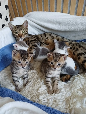 4 Bengal - Mix Kitten suchen ein liebevolles Zuhause