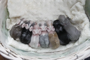 Löwenköpfchen, Löwenkopf, GEIMPFT, Zwergkaninchen, Kaninchen