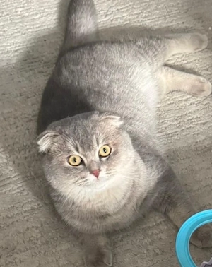 Britisch Kurzhaar Kätzchen abzugeben 