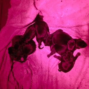 Reinrassige Dobermannwelpen