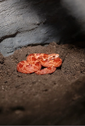 Kornnatter Weibchen Hypo Bloodred 66% Pied Sided het Ghost