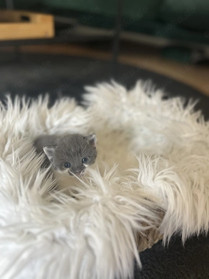 Kitten in liebevolle Hände abzugeben 