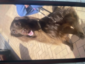 Rüde sucht tolles Zuhause 