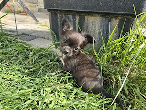 Wir dürfen ausziehen! Bezaubernde reinrassige Chihuahua-Kinder suchen Dich!