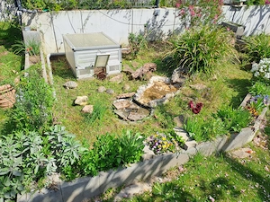 3 griechische Landschildkröte Testudo hermanni Boettgerie zu verkaufen