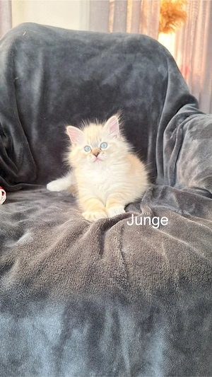 Ragdoll Kitten, Kätzchen, Babys