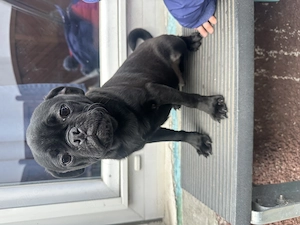 Anhänglicher Mopswelpe Bild 2