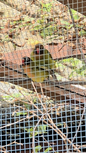 Ein Paar Russköpfchen