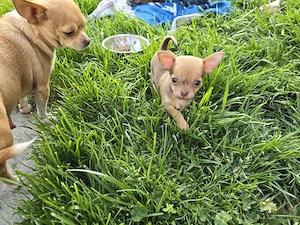 Ich darf ausziehen! Kleiner Herzensbrecher sucht Dich!